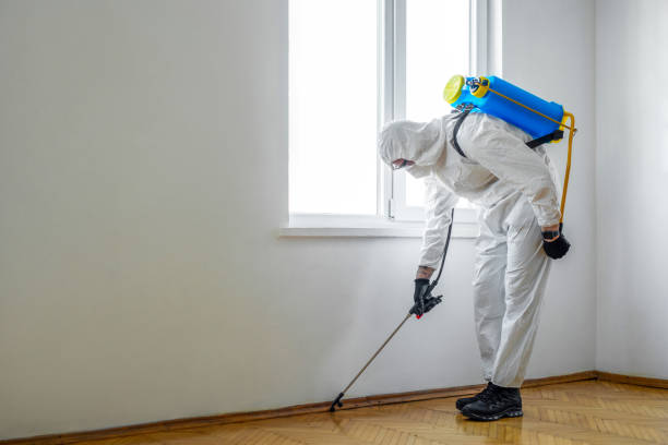 Best Wasp Removal Services  in Fairview, OK