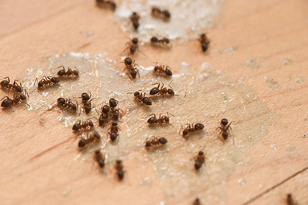 Best Exterminator Services  in Fairview, OK