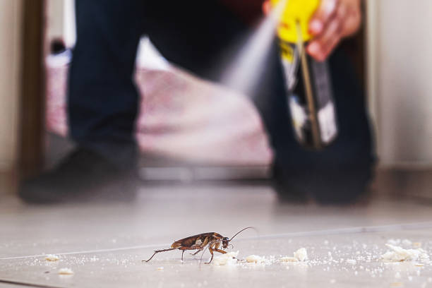 Best Local Pest Control Services  in Fairview, OK