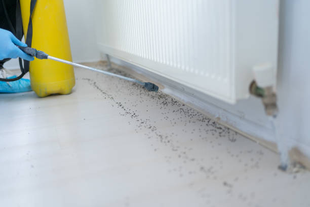 Best Local Pest Control Services  in Fairview, OK