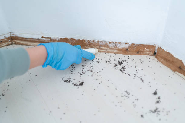 Best Rat Extermination Near Me  in Fairview, OK
